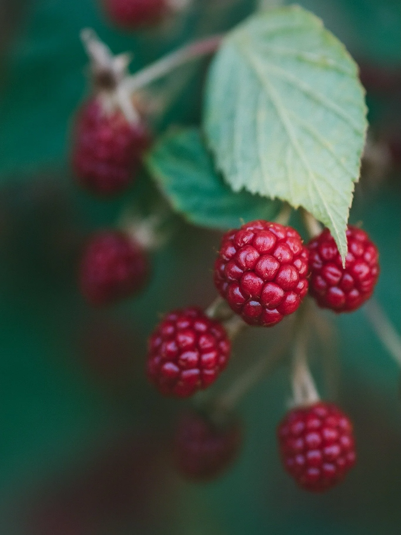 Berry cute, don&rsquo;t you think? 😋