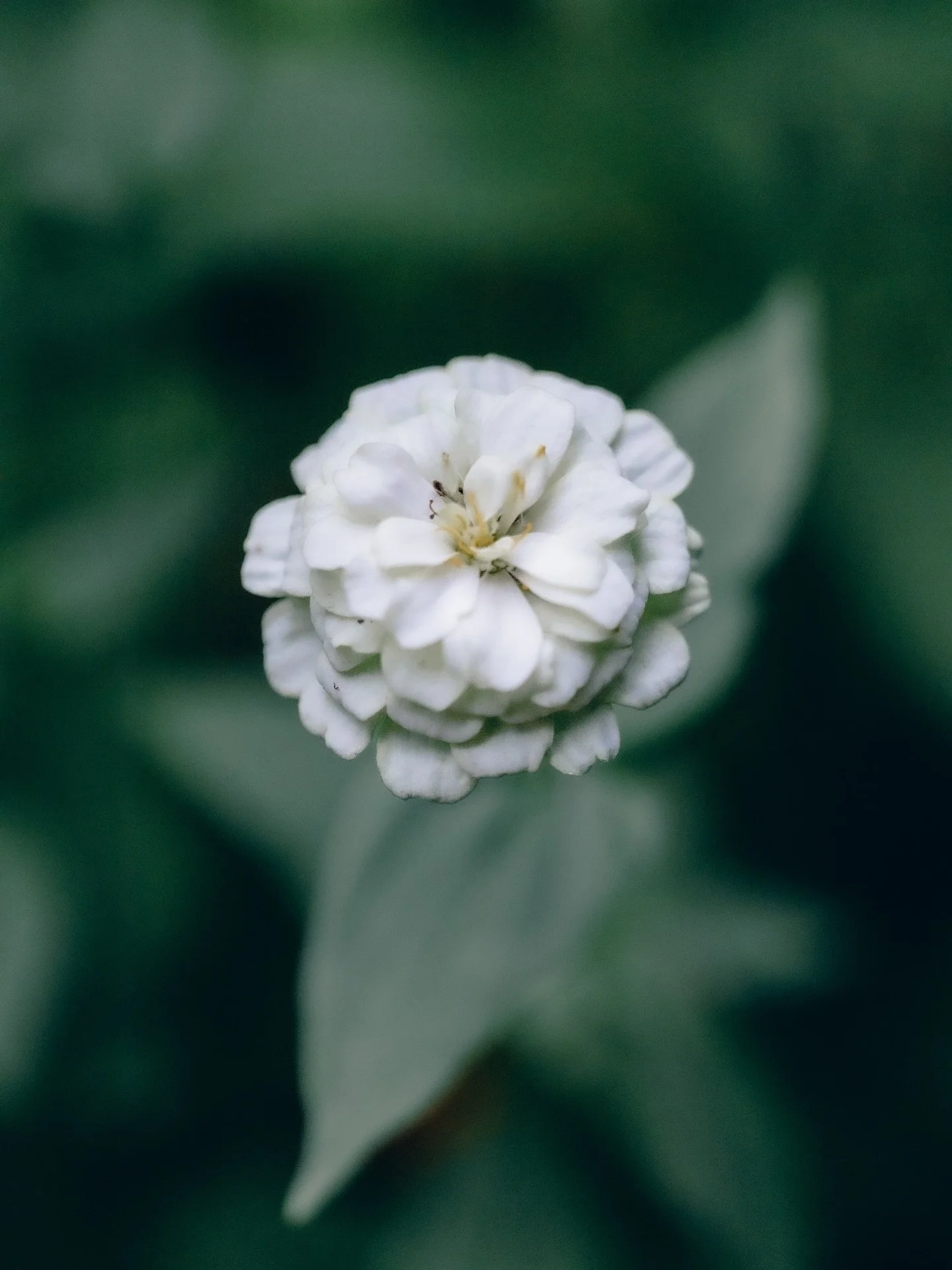 Somewhere between a petal and a dream ☁️🌸