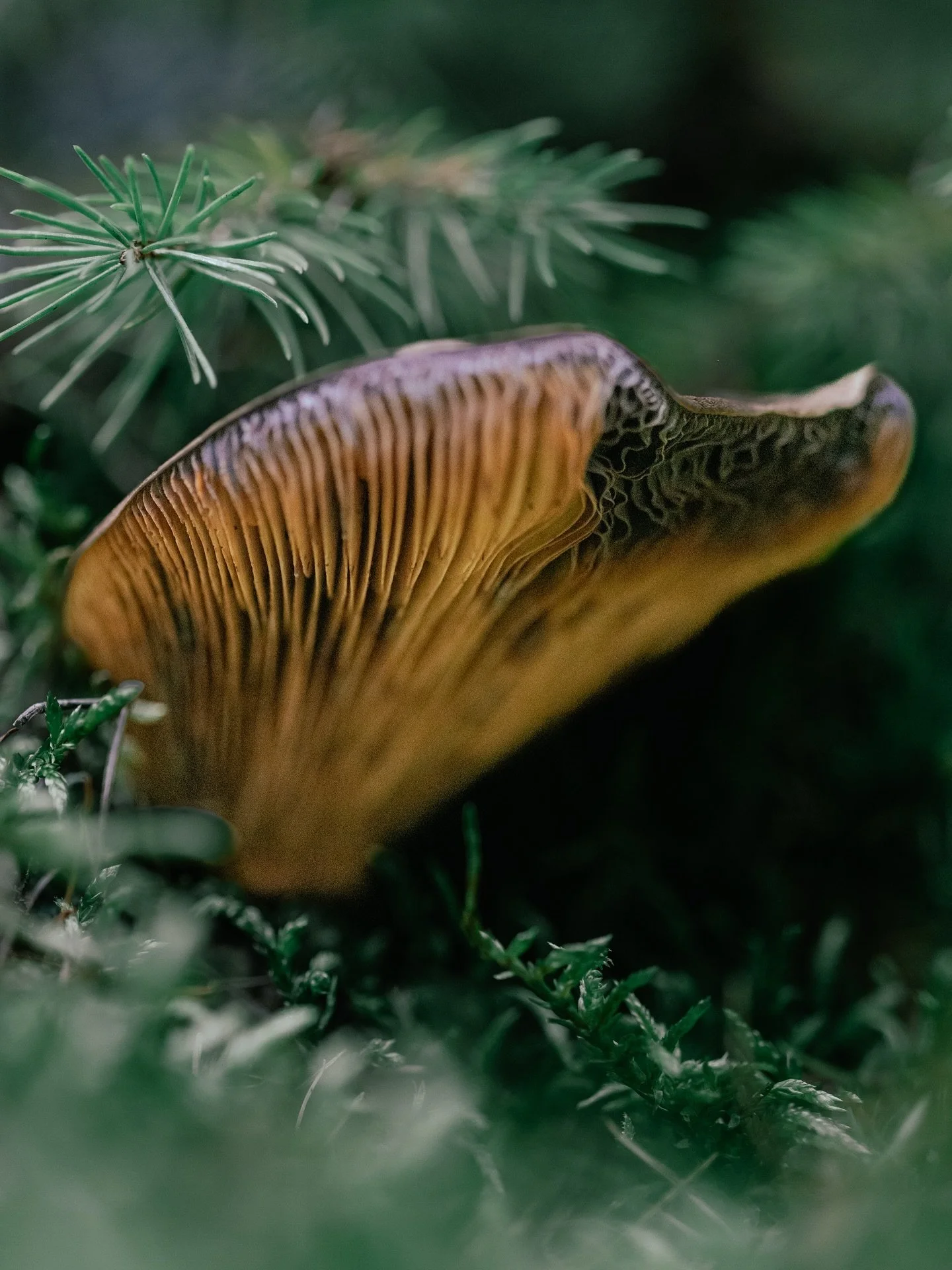 Golden folds hiding in the moss 🍄✨