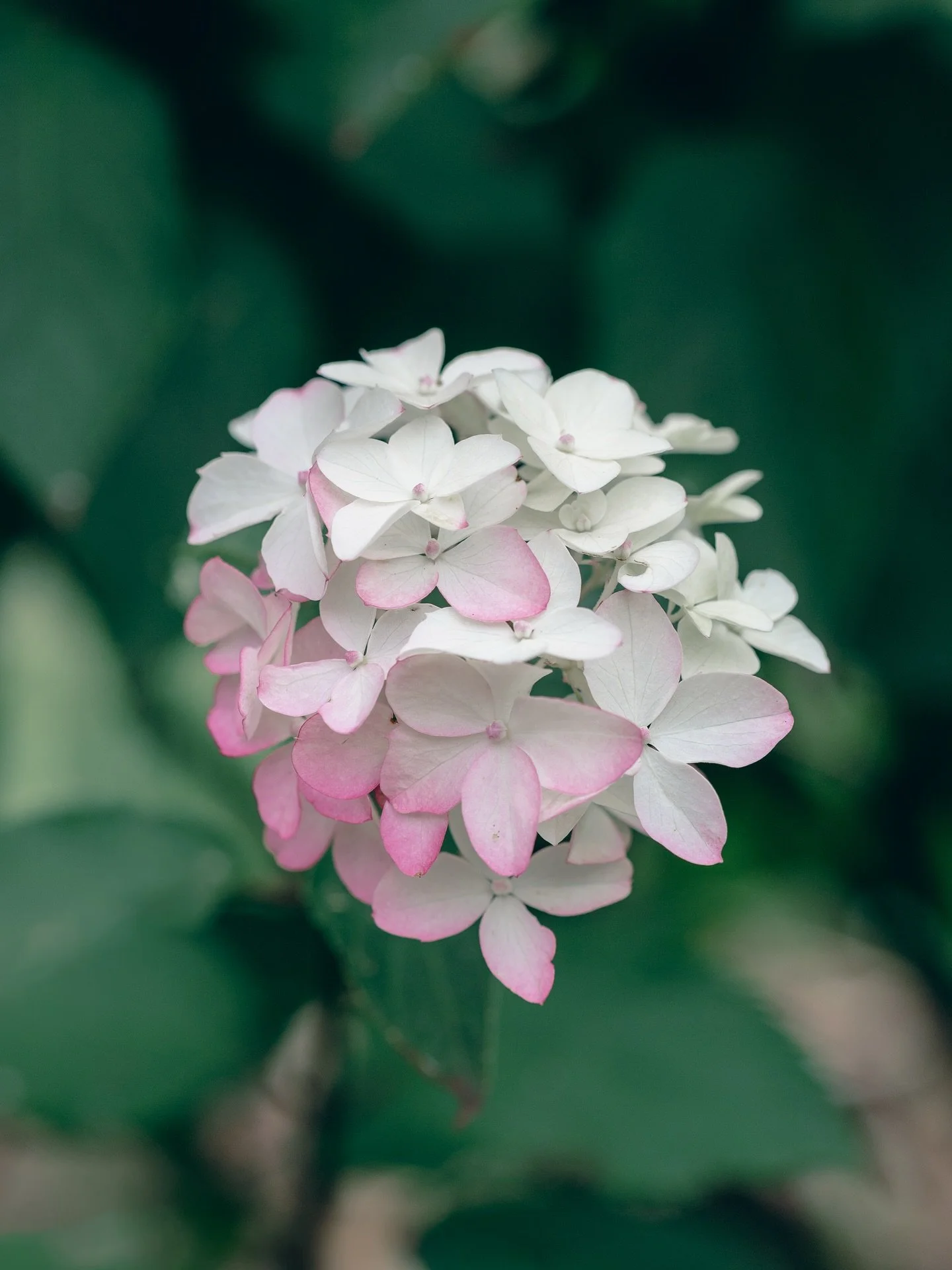 Pink to white - soft transition 🤍🌸