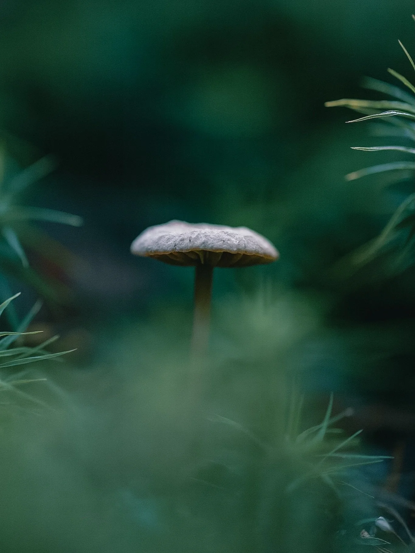 Forest baby spotted! 🐾🍄
