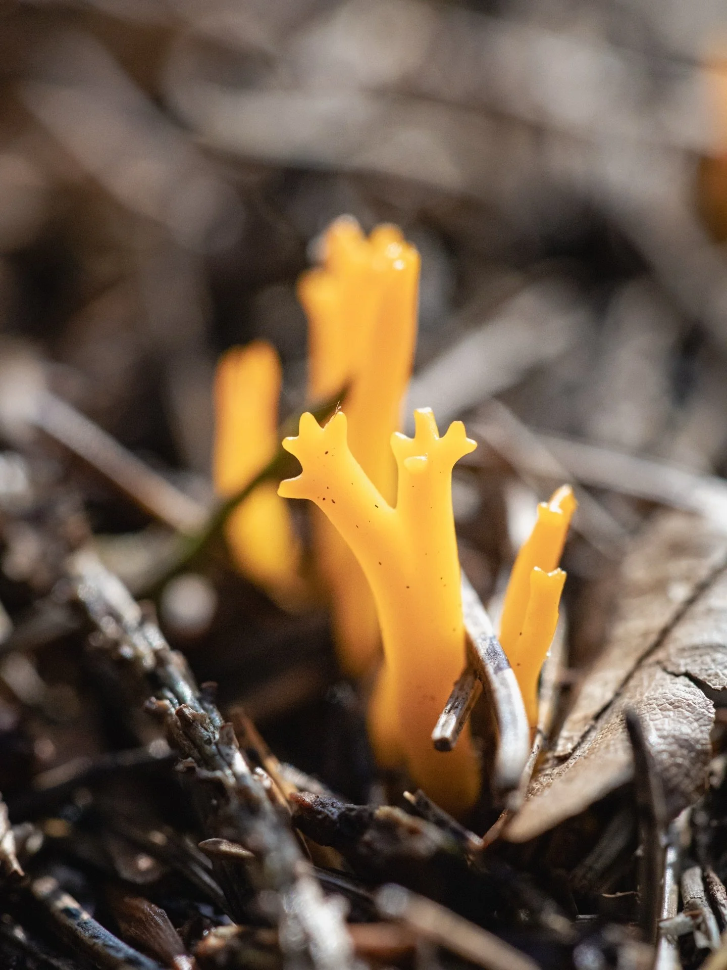 😄 Tiny woodland high-fives for anyone who spots us! 🙏