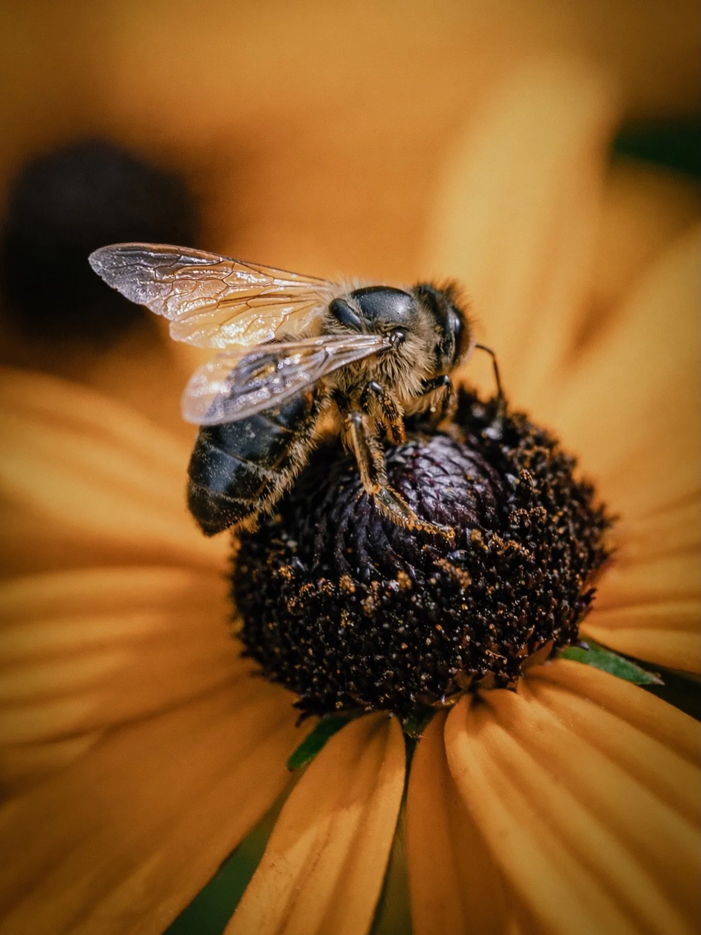 Bringing a little sunshine yellow into the feed ☀️🐝🌼