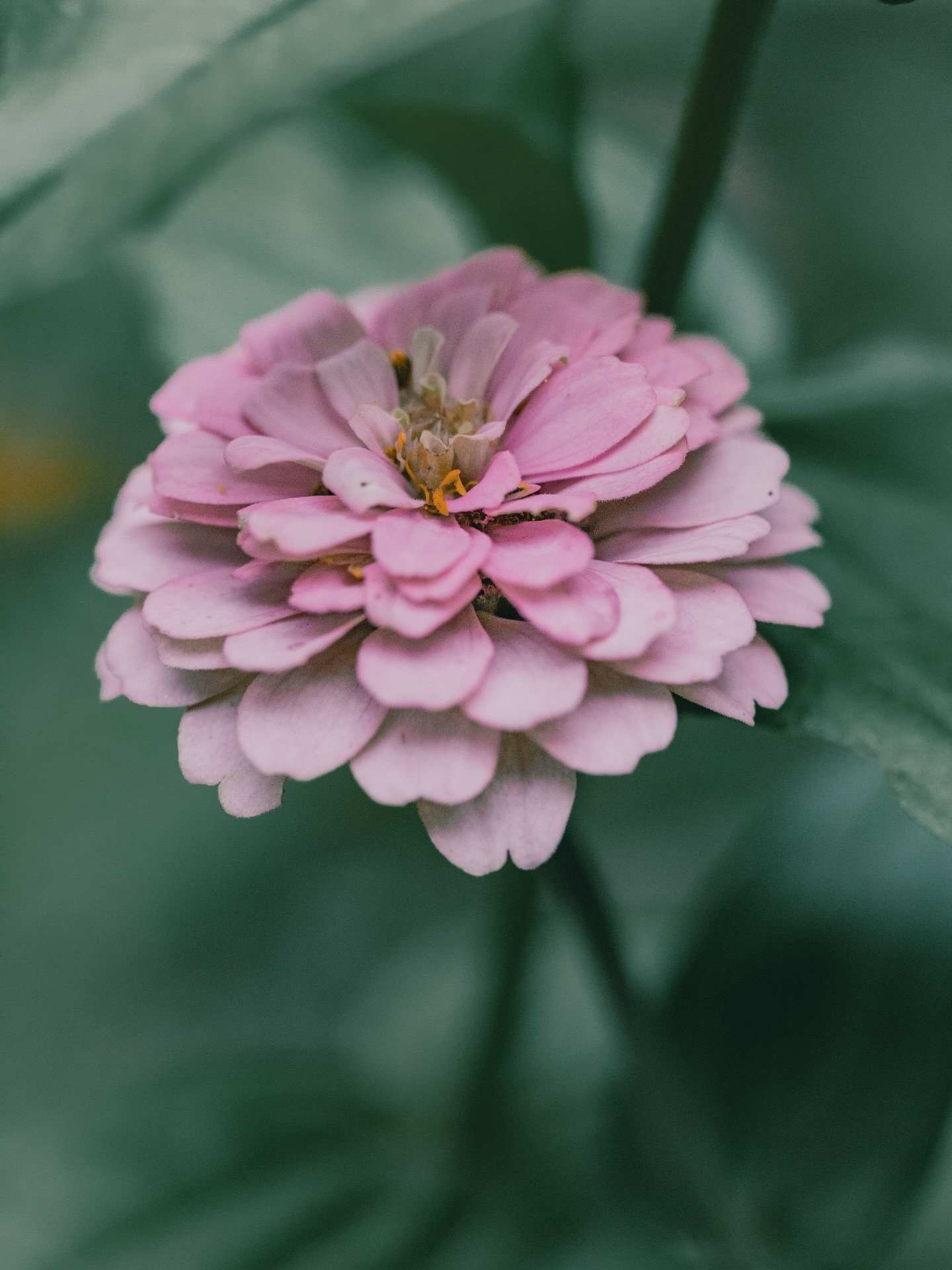 Pretty in pink, hiding in the shadows 🍬 I can&rsquo;t wait for spring and all the colours 🍭