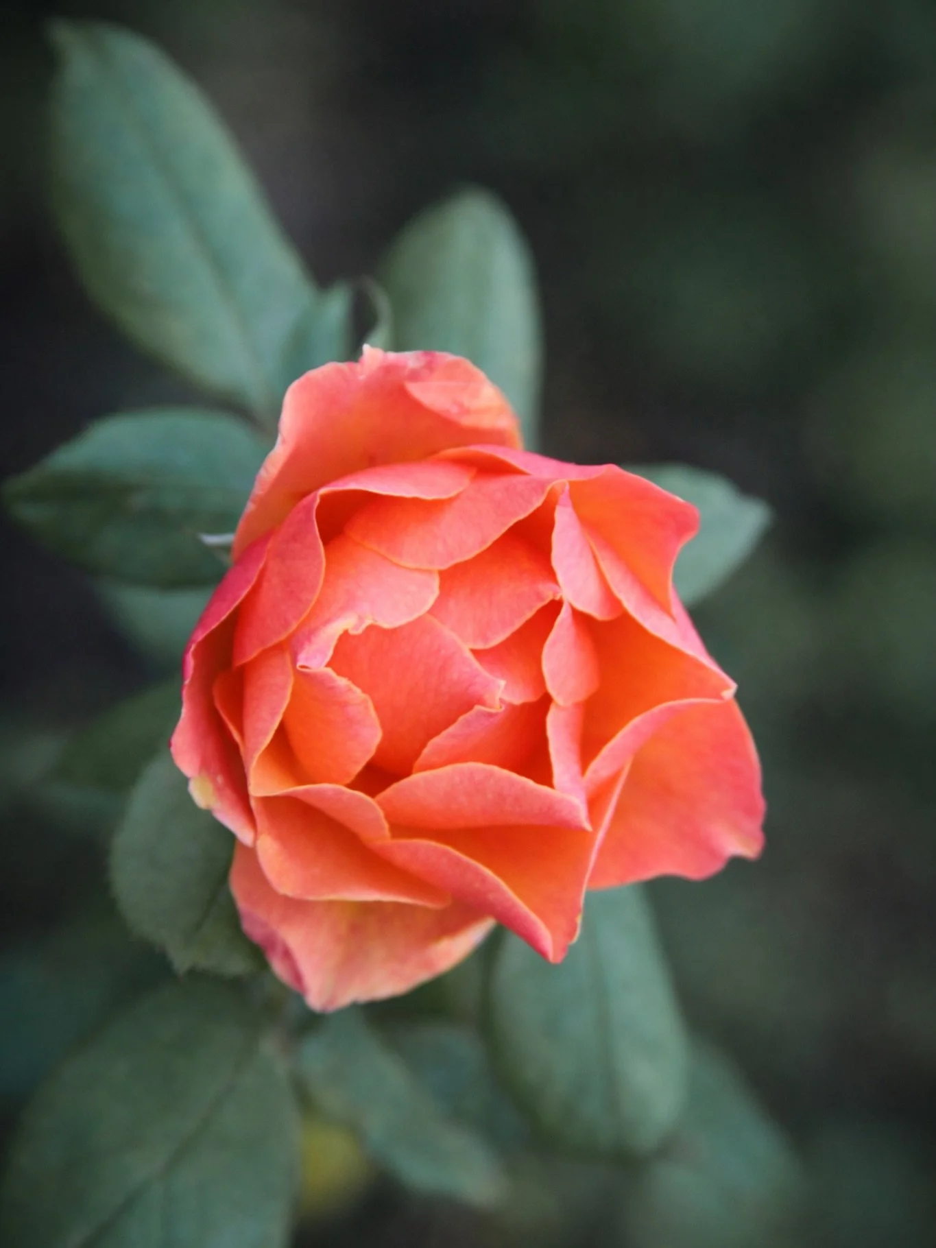 Friday the 13th&hellip; but make it bloom 🌹