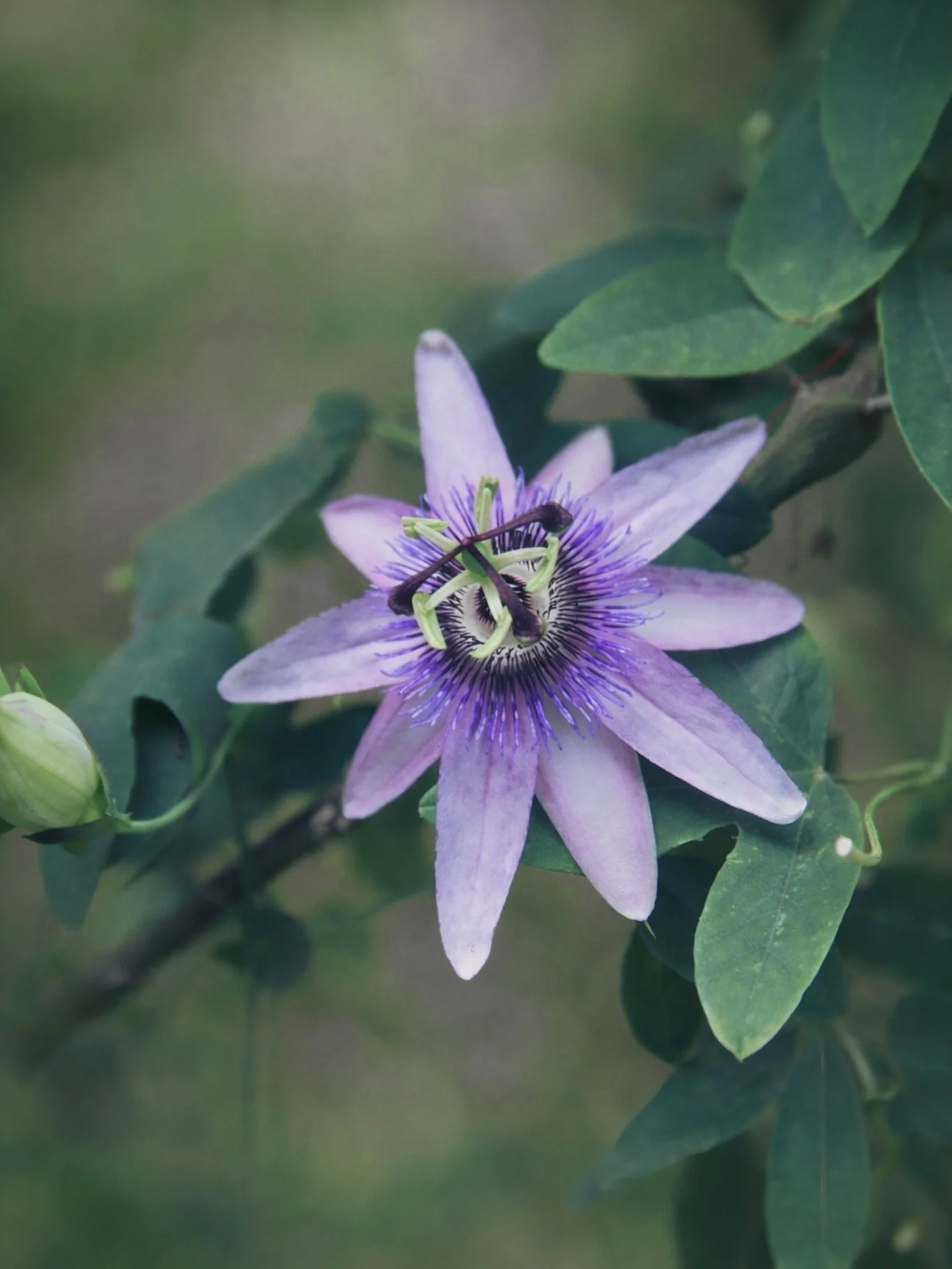 Passion flower (Passiflora caerulea) &mdash; soft lilac petals, electric violet center, and that beautifully wild geometry. 💜✨