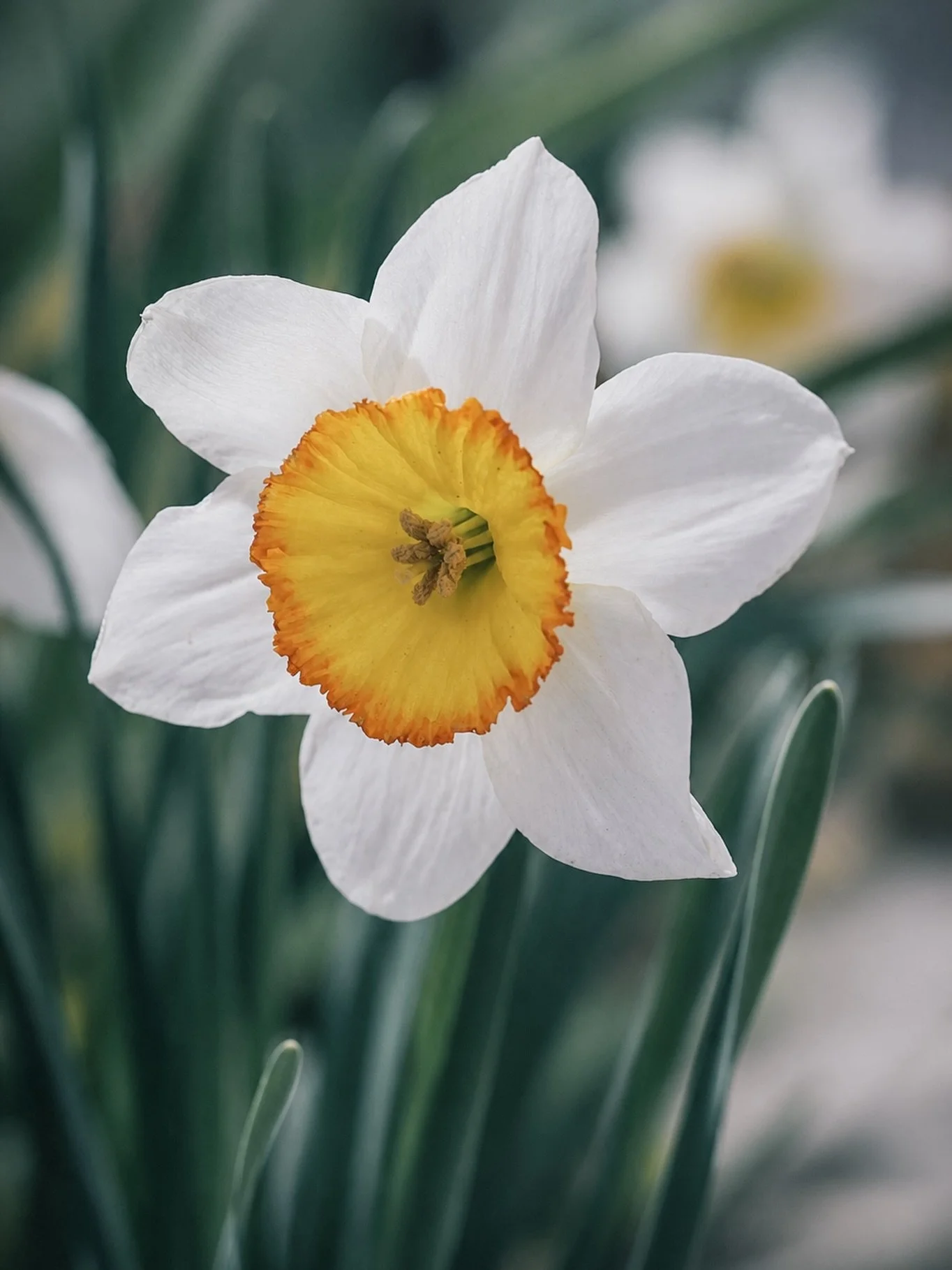 DAFFODILS OPEN, Quietly at first, then all at once. White petals catching pale morning light, centres glowing like small suns against the still-cool days of early spring. Gardens soften around them, earth loosening, green shoots pushing through after