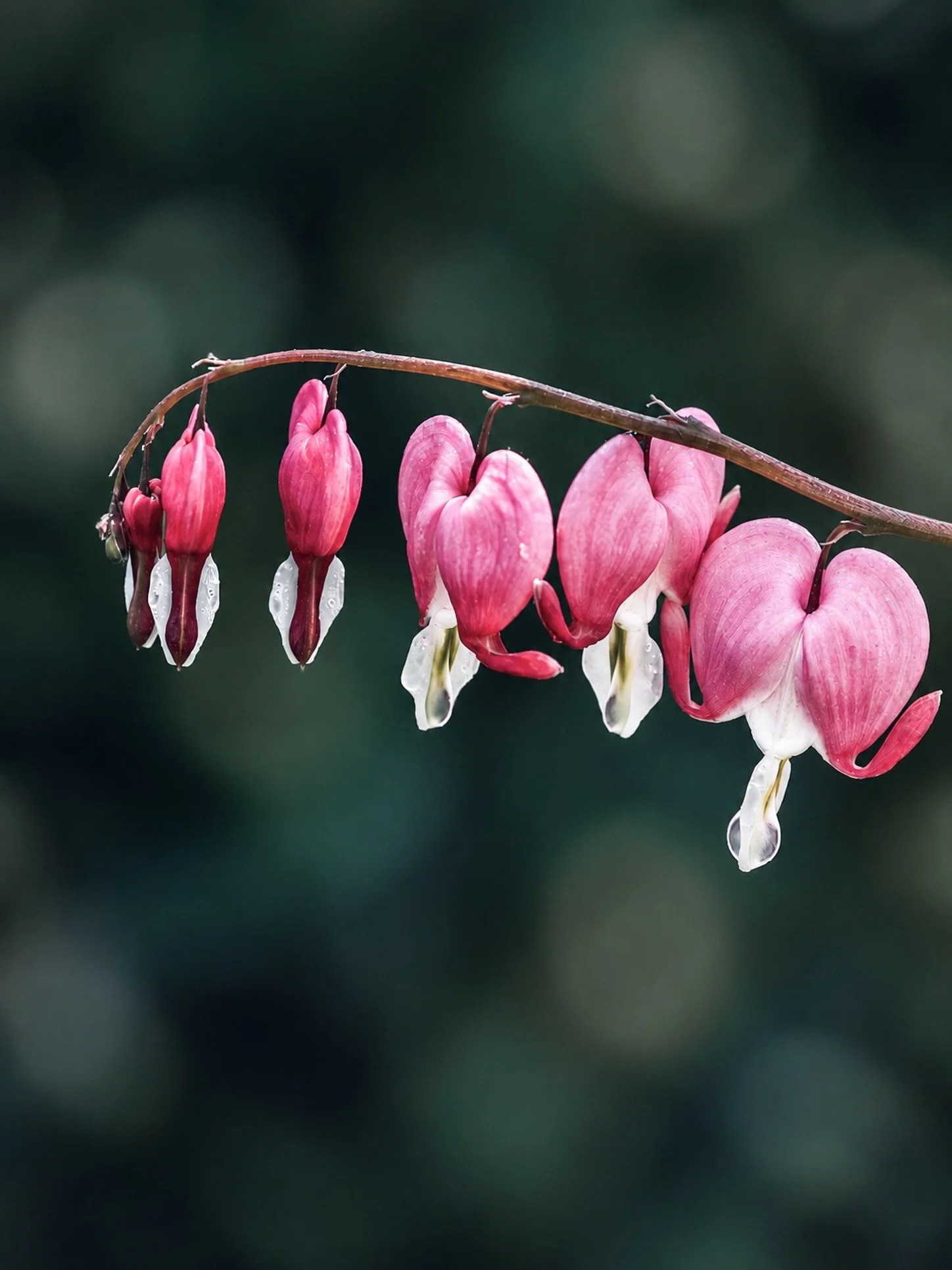 Tiny hearts lined up along a single stem. 

The bleeding heart flower is a masterpiece of natural design, combining elegance, symmetry, and a touch of whimsy in every bloom.💕