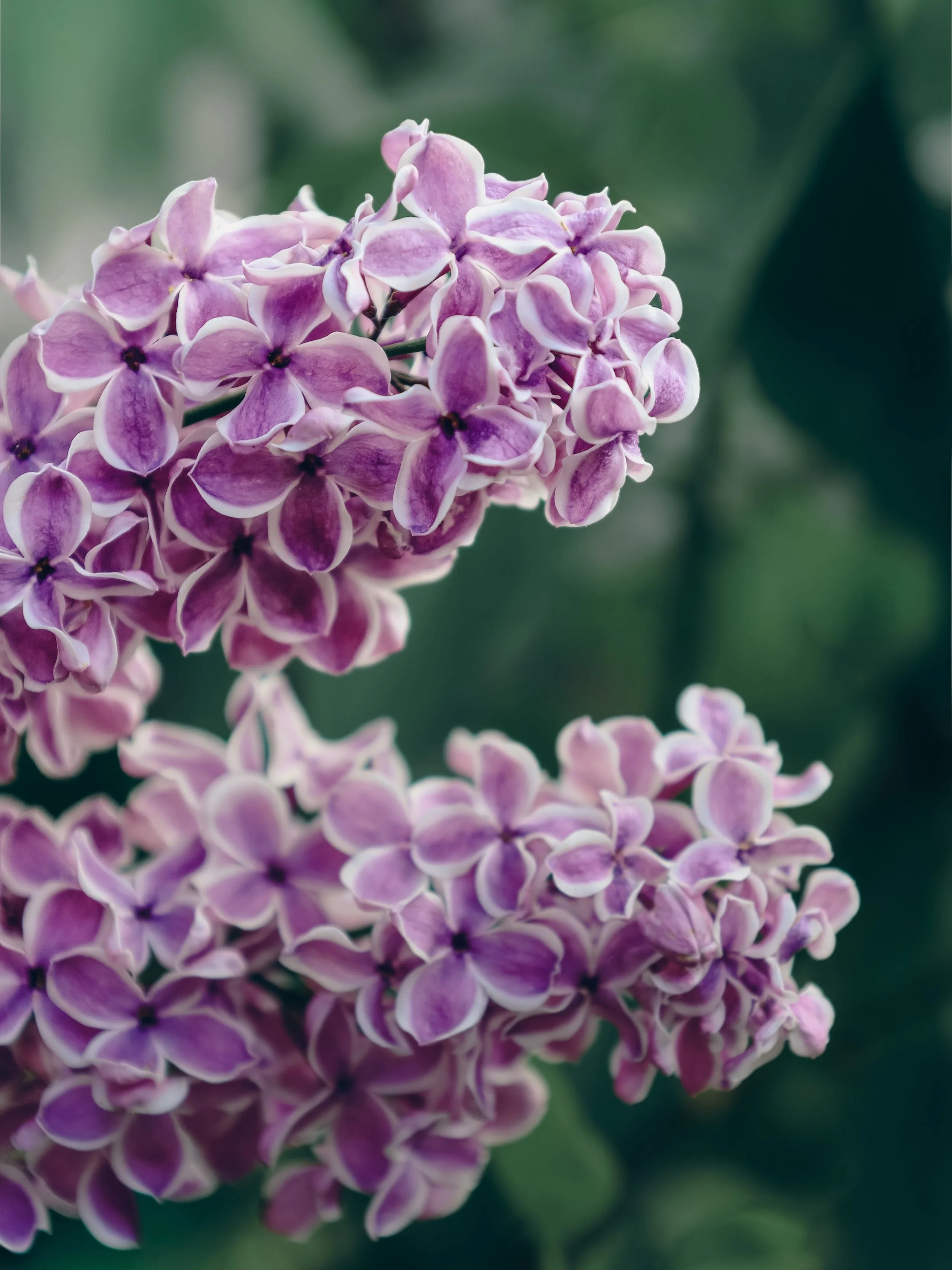 Lilac season never stays long enough. 🌿💜