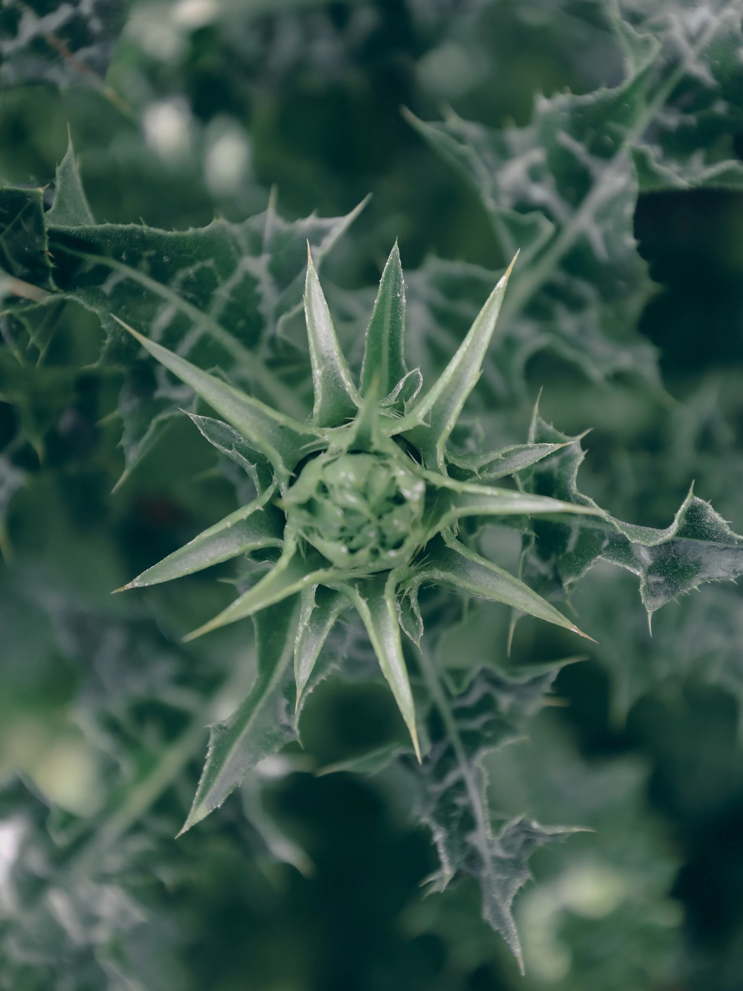 Mountain air, wild nature, and a rare milk thistle finding its place. 🌿