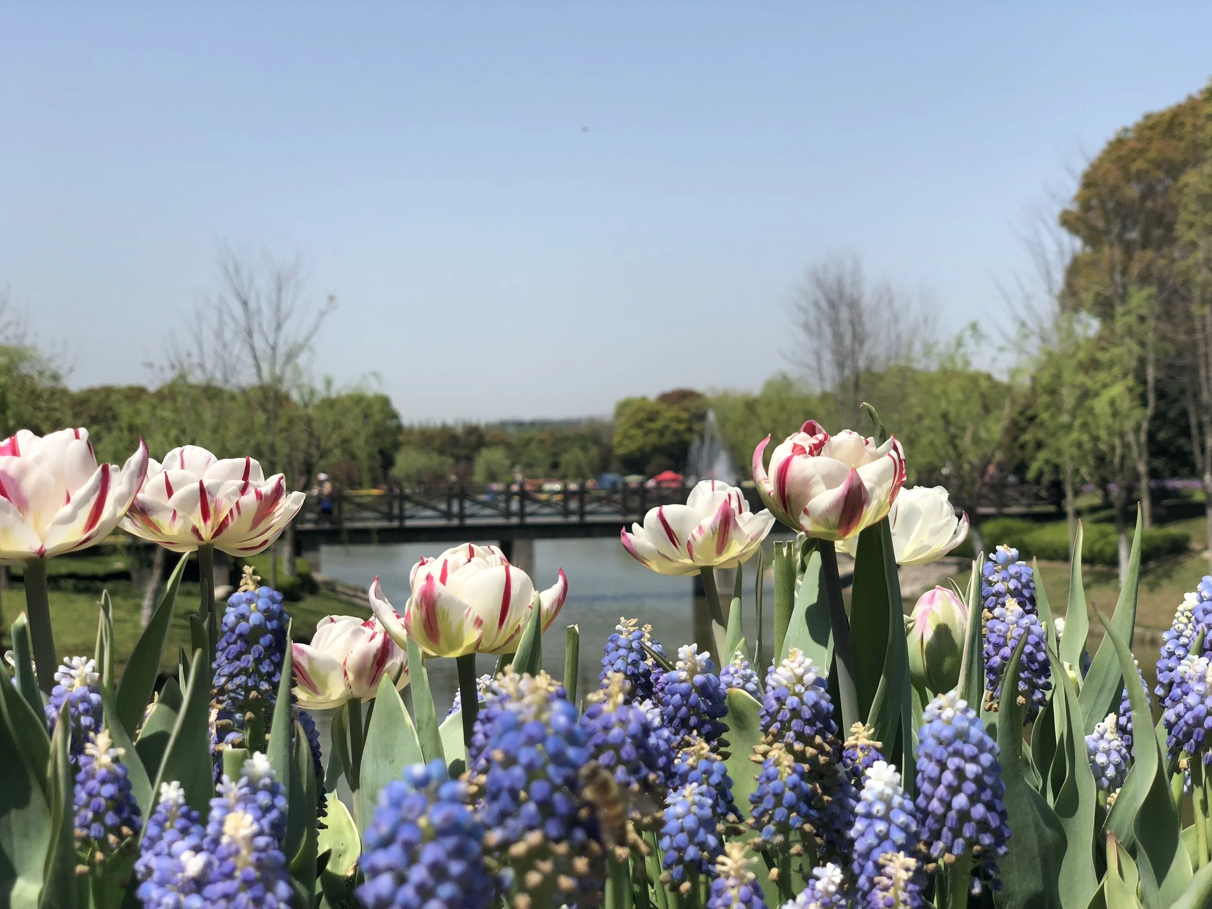 Flower bed with white and red tulips and purple grape hyacinths in a park with a pond, bridge, and trees in the background.