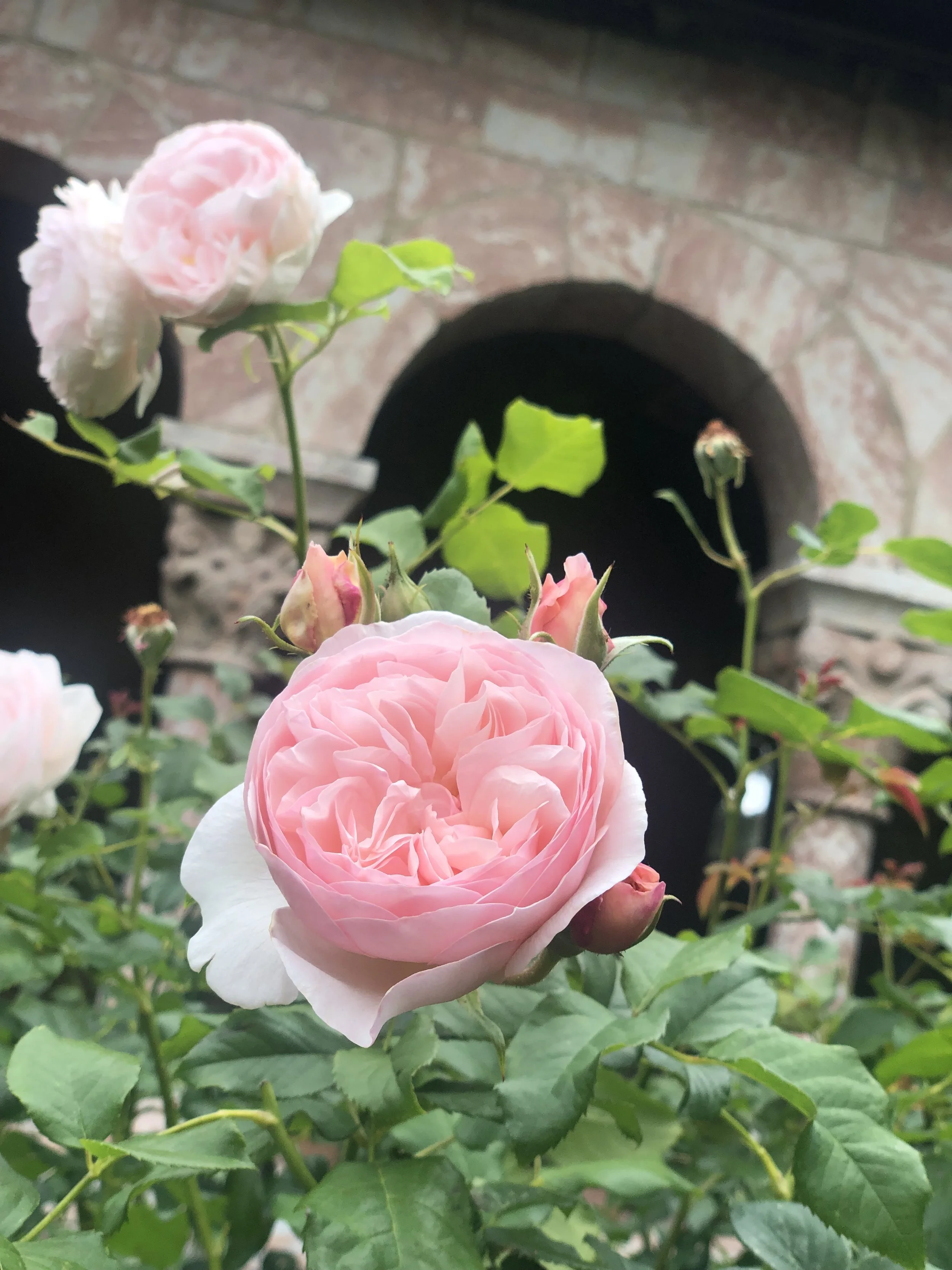 Close-up of a light pink rose in bloom, with several rosebuds and green leaves, against a background of a brick wall and a black, arched opening.