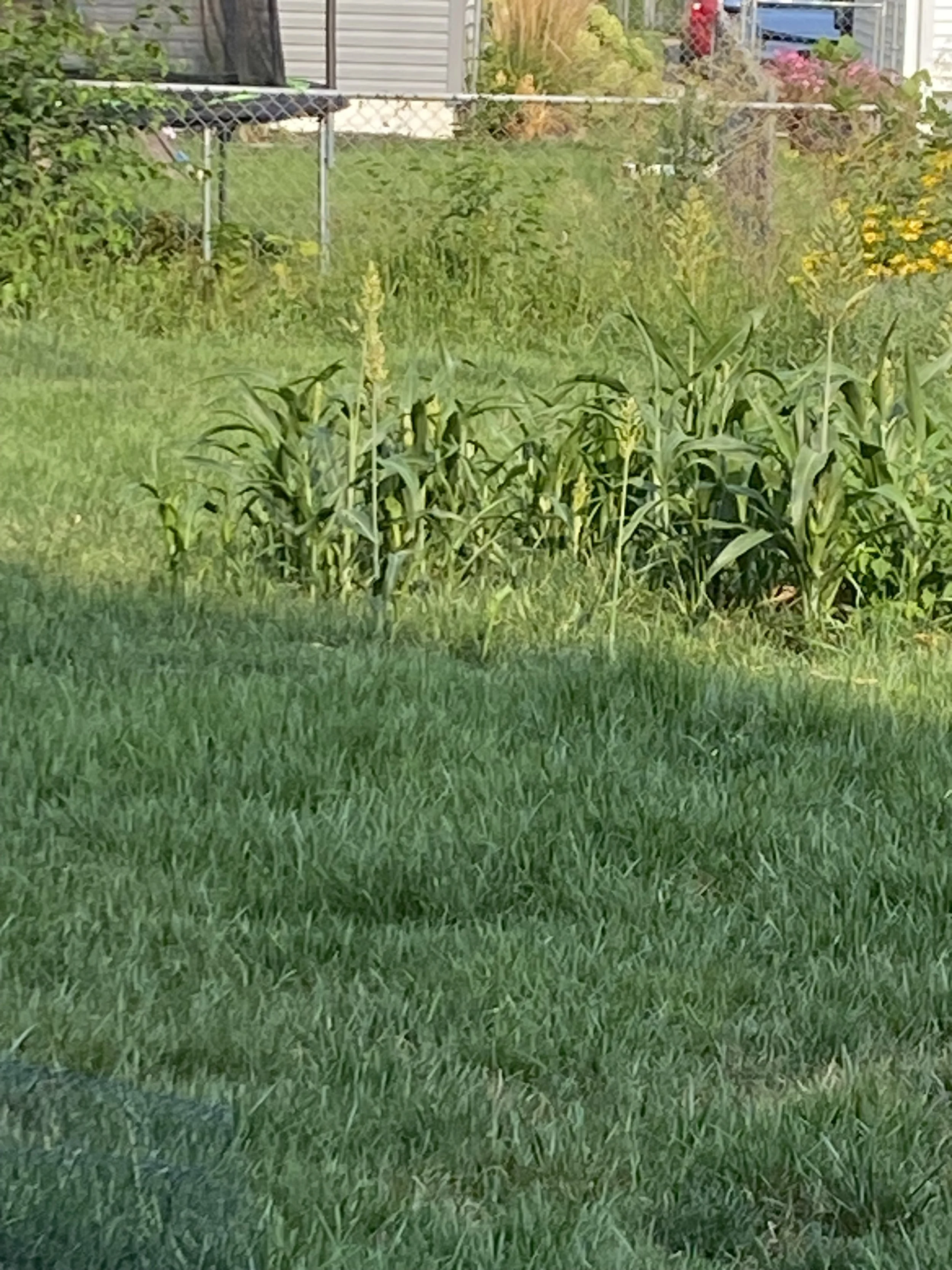 Corn trying to grow in August