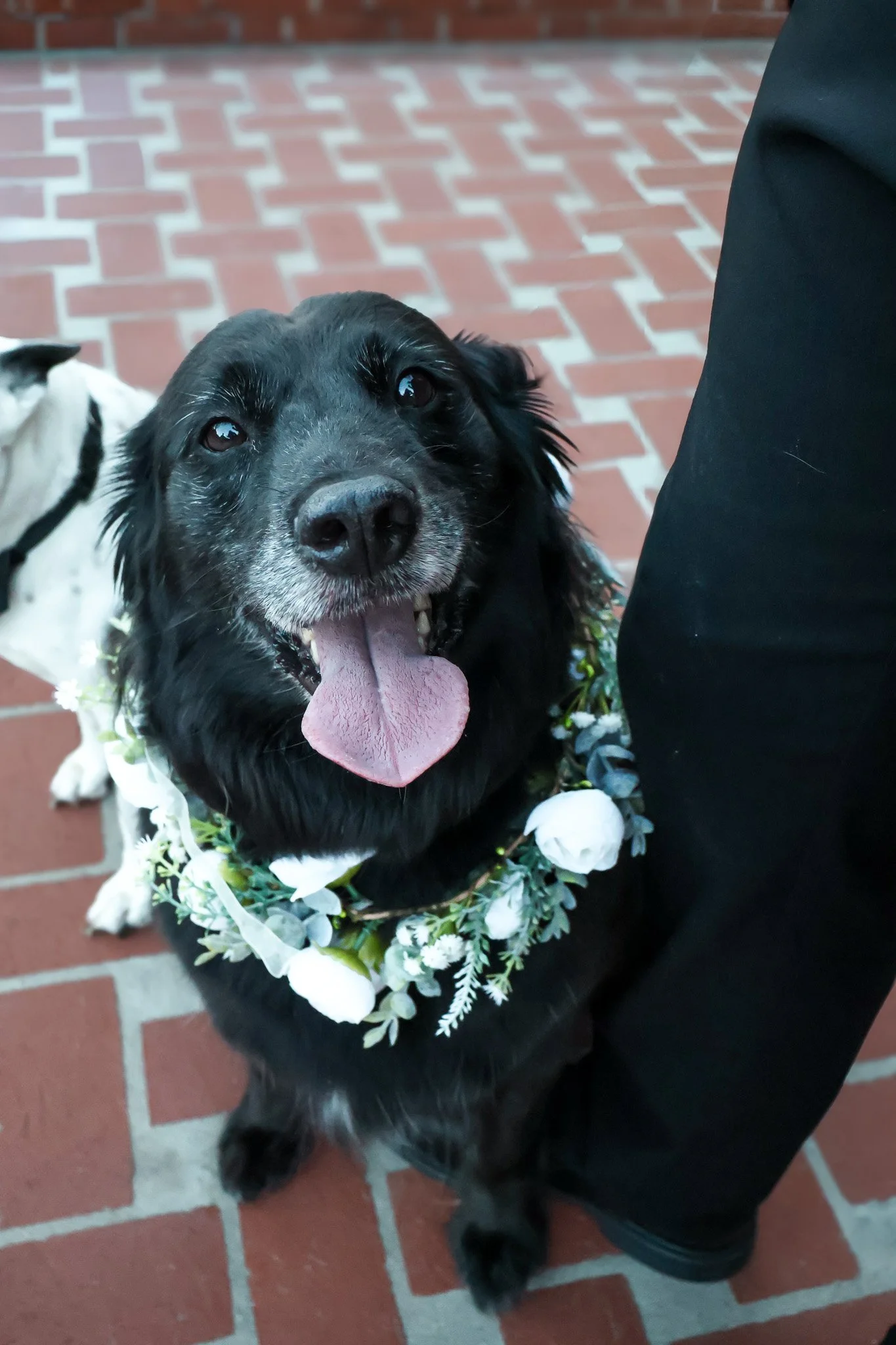 A happy black dog at a wedding, wearing a floral wreath, sitting on a brick floor, looking up with tongue out, beside the groom in black pants.