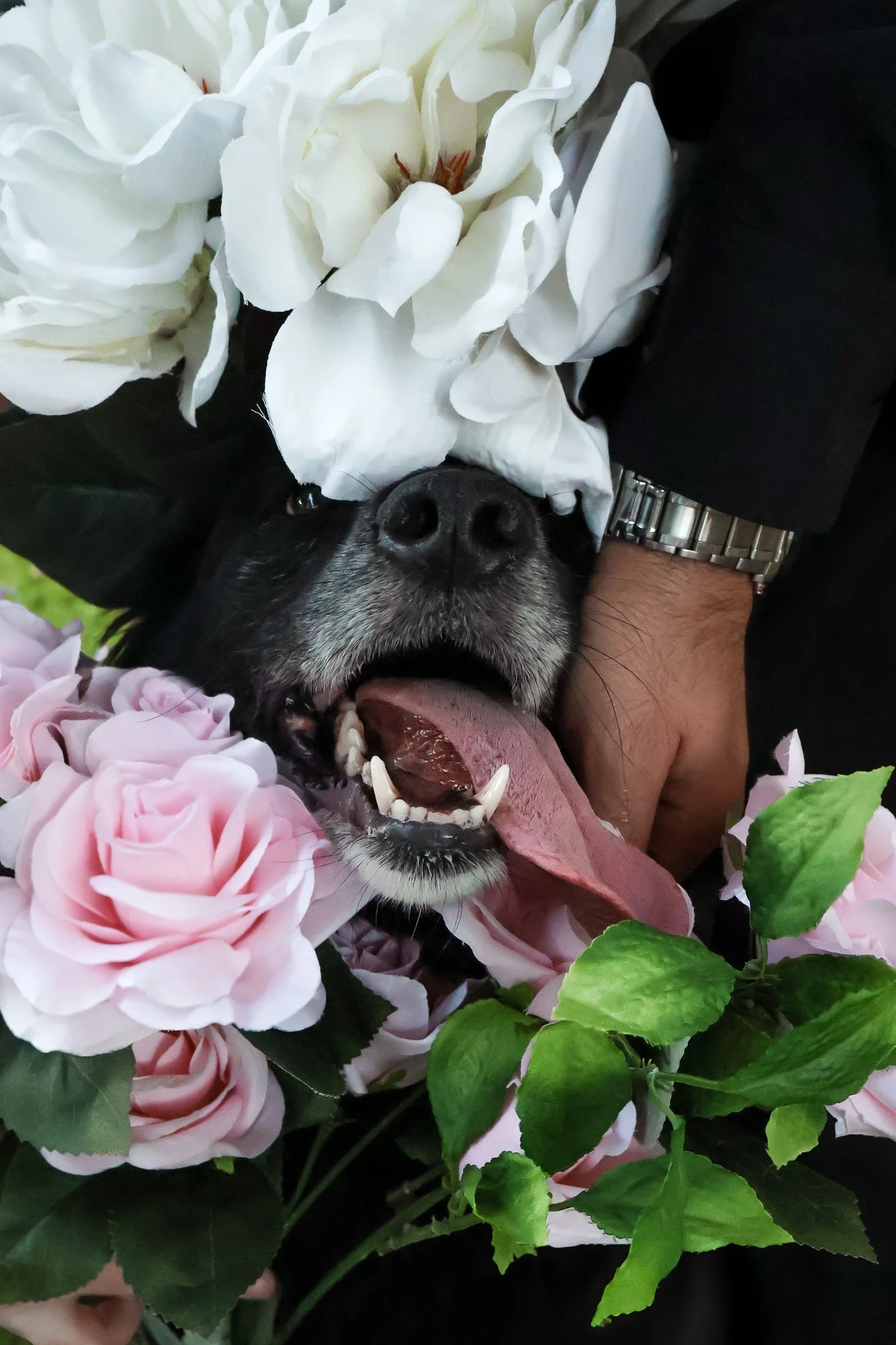 Dog at a wedding with black fur lying among white and pink roses, mouth open, tongue out, appearing happy.