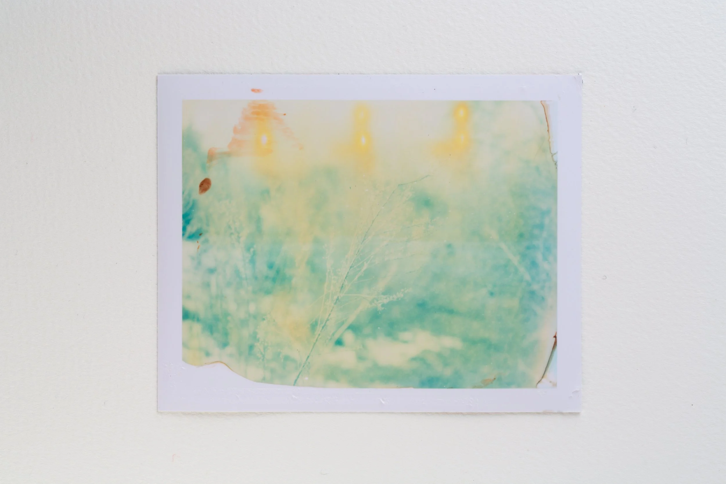 goose - 669-129-Edit.jpg