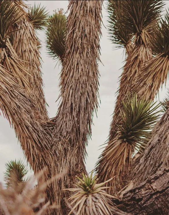 Close-up of a desert Joshua tree tree with spiky green leaves and textured bark.
