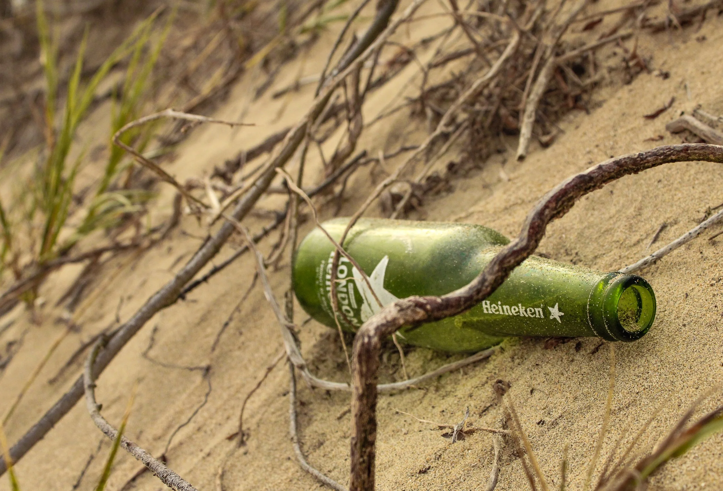 A discarded Heineken beer bottle lying on sandy ground surrounded by dried plant stems and green grass.