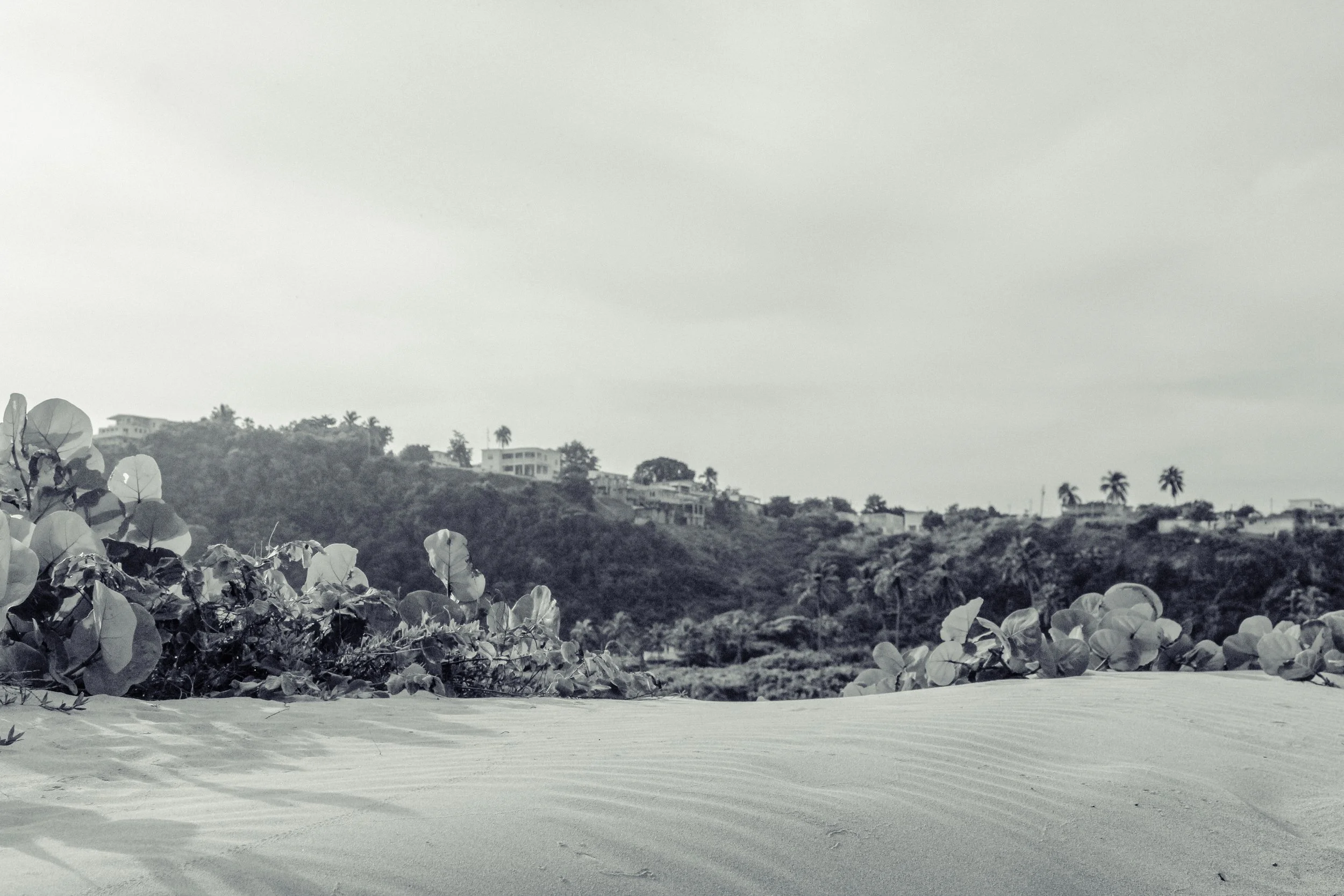 A black and white photo of a sandy beach with plants in the foreground and a hillside with buildings and palm trees in the background, under a cloudy sky.