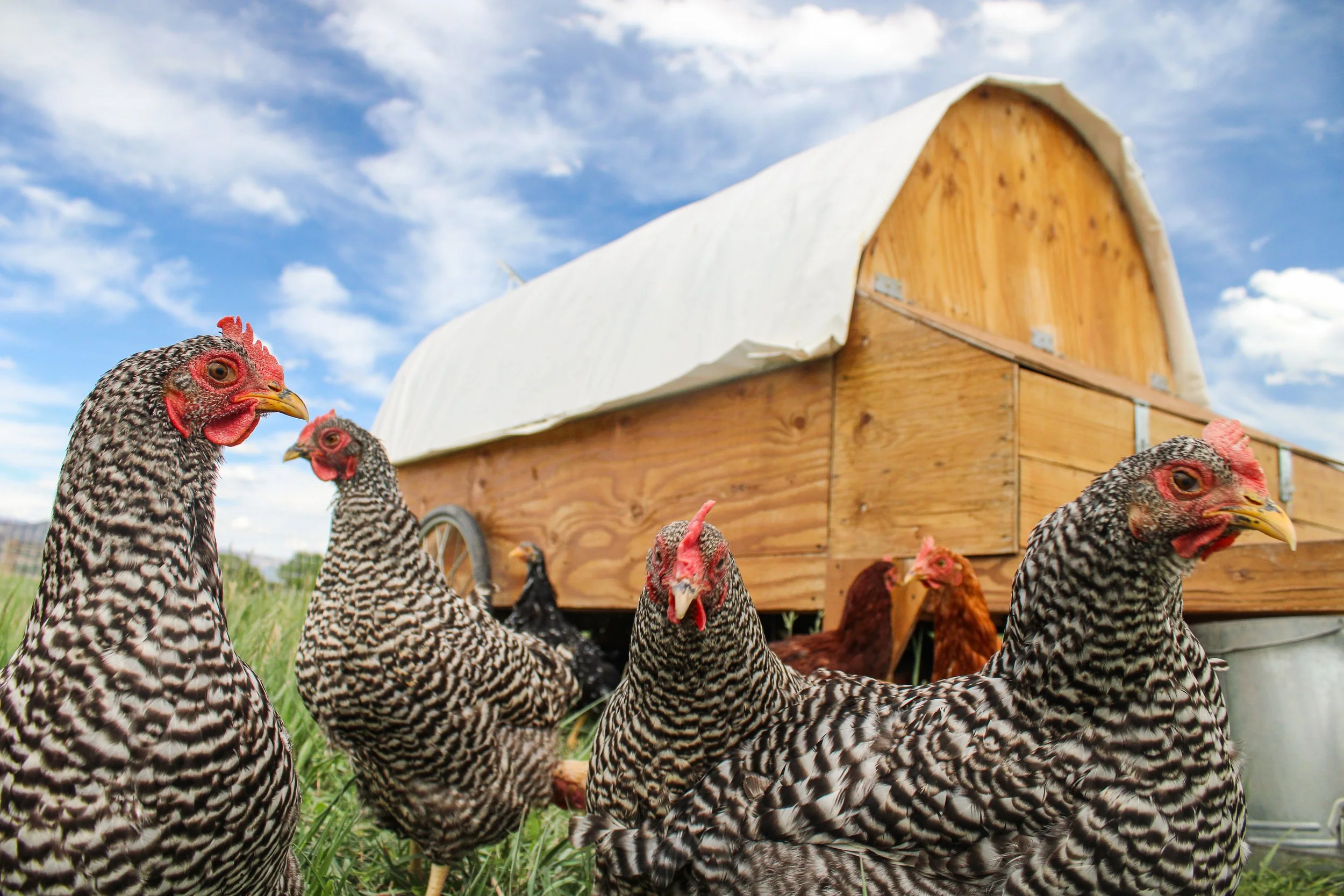 A group of chickens standing on grass in front of a wooden chicken coop with a white roof, under a partly cloudy sky.