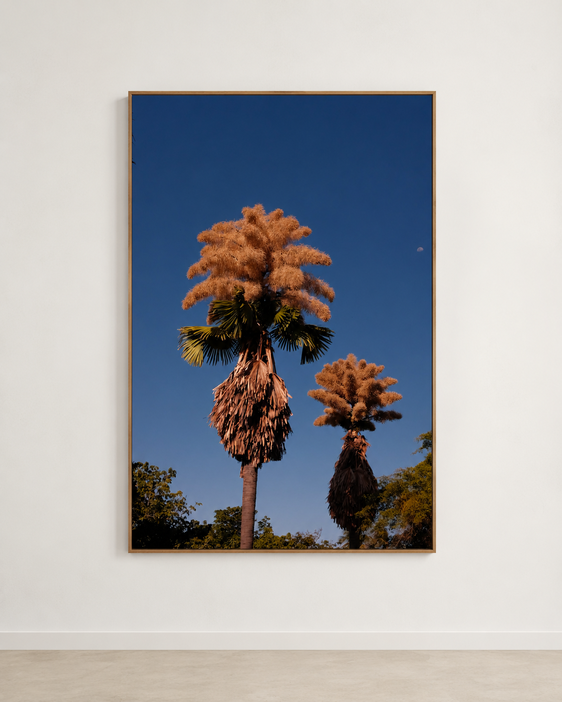 giordana-uliana-quadro-fine-art-rio-de-janeiro-palmeiras-talipot.png