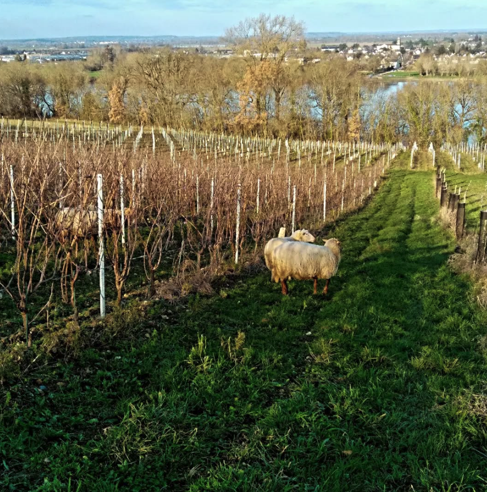 Sylvain Martinez - France, Loire