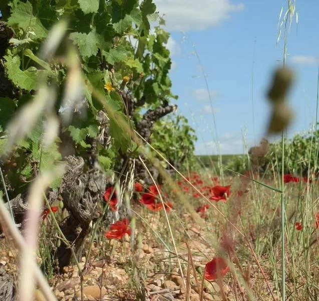 Château d'Or et de Gueule - France, Vallée du Rhône - Diane et Mathieu
