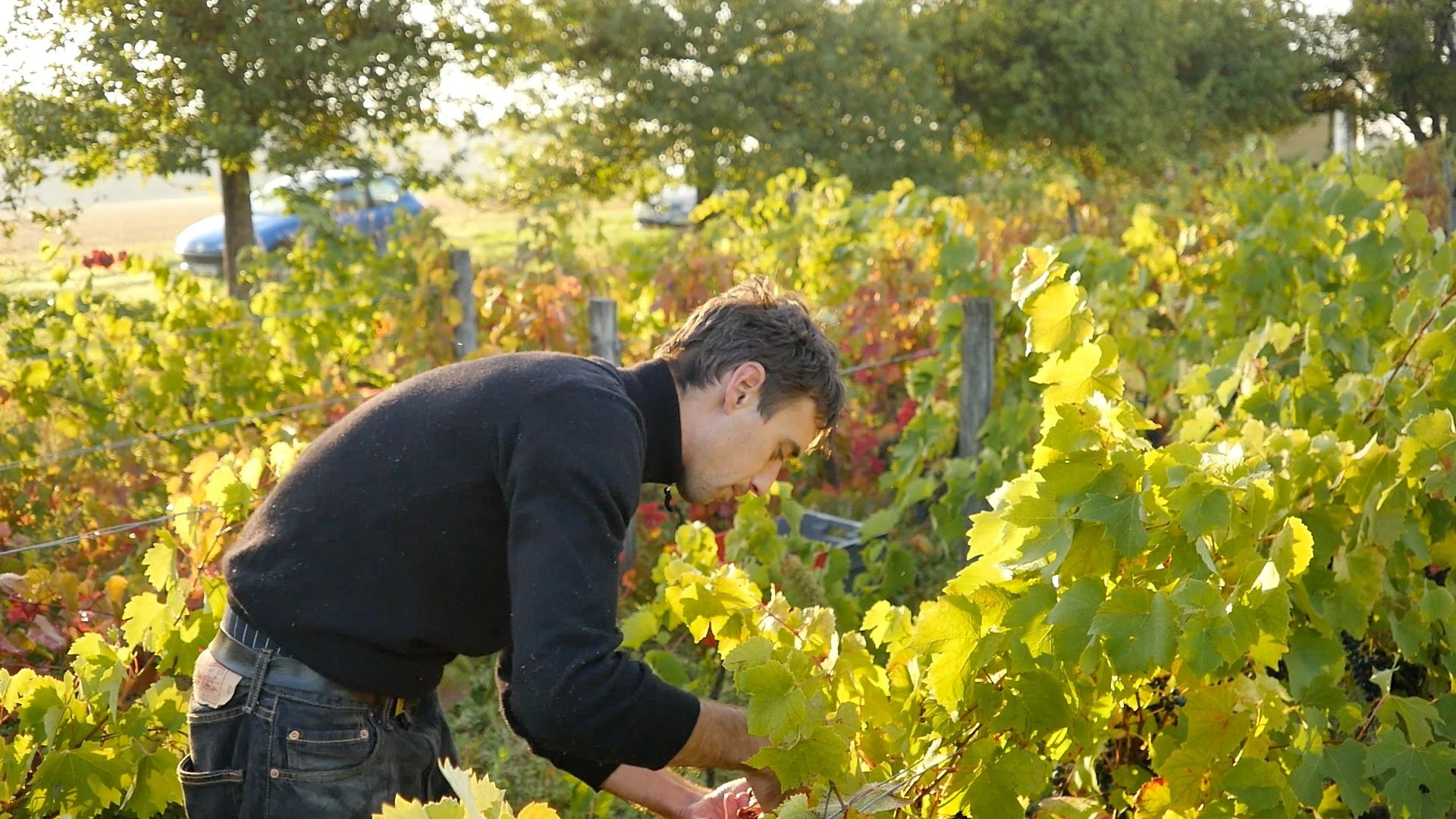 Domaine Les Pies Blanches - France, Loire 