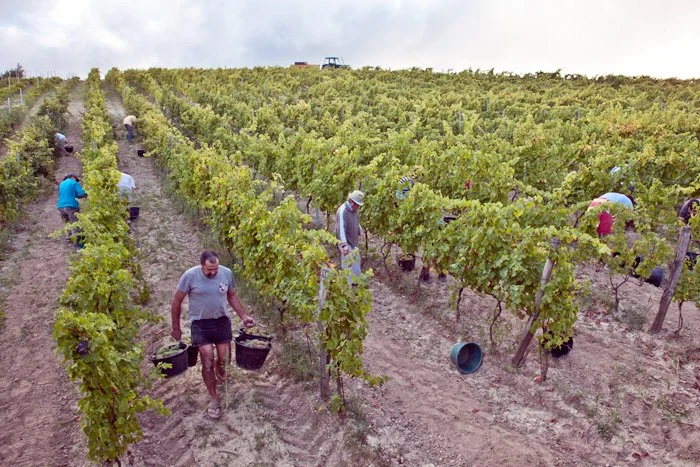 Domaine Lattard - France, Vallée du Rhône - Denis Lattard