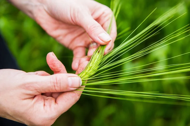 Brita Potenza - Wheat