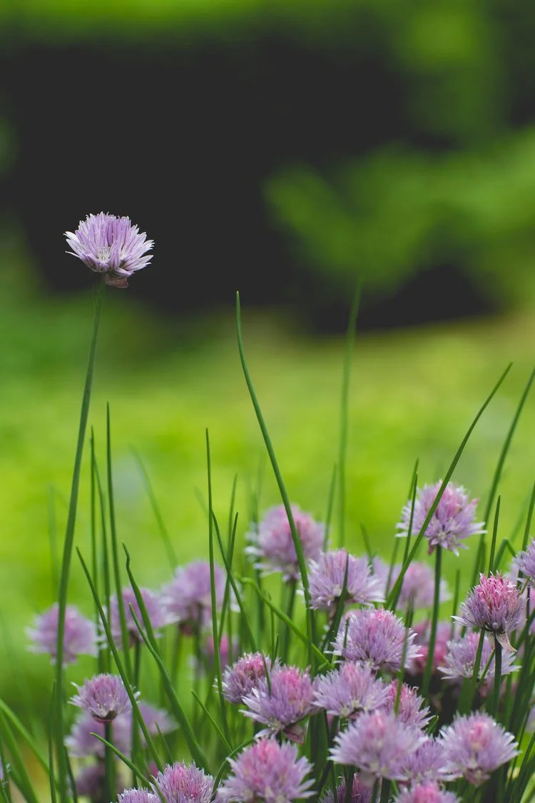 Brita Potenza - Chives