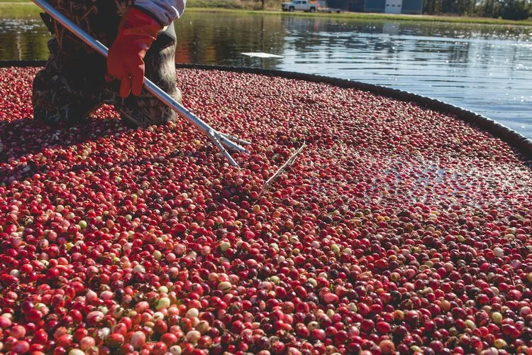 Brita Potenza - Cranberries 