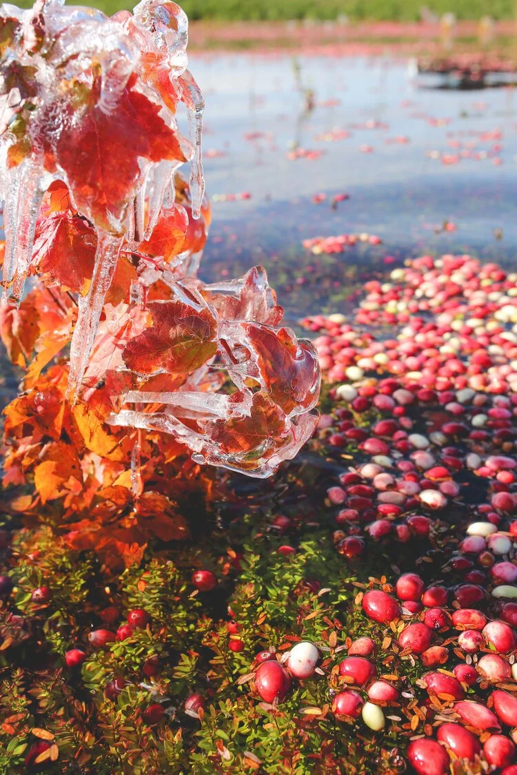 Brita Potenza - Cranberries 