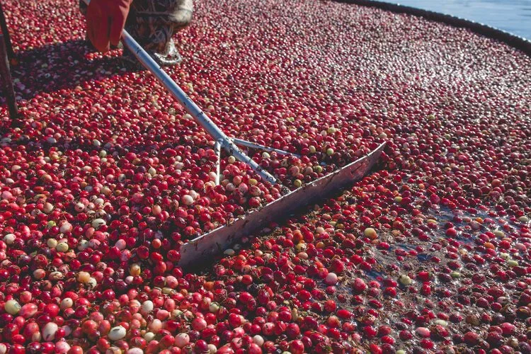 Brita Potenza - Cranberries 