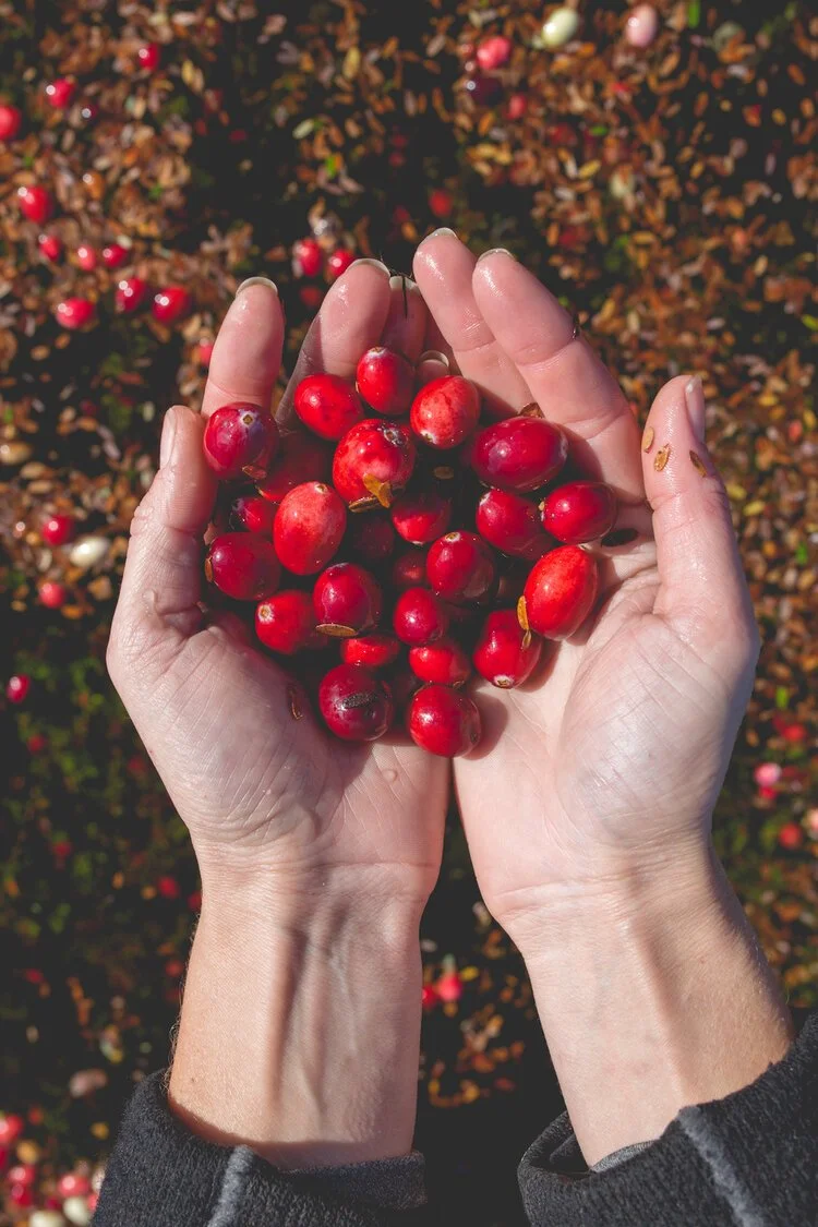 Brita Potenza - Cranberries 