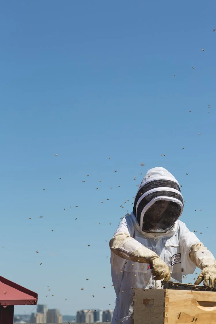 Brita Potenza - Bees