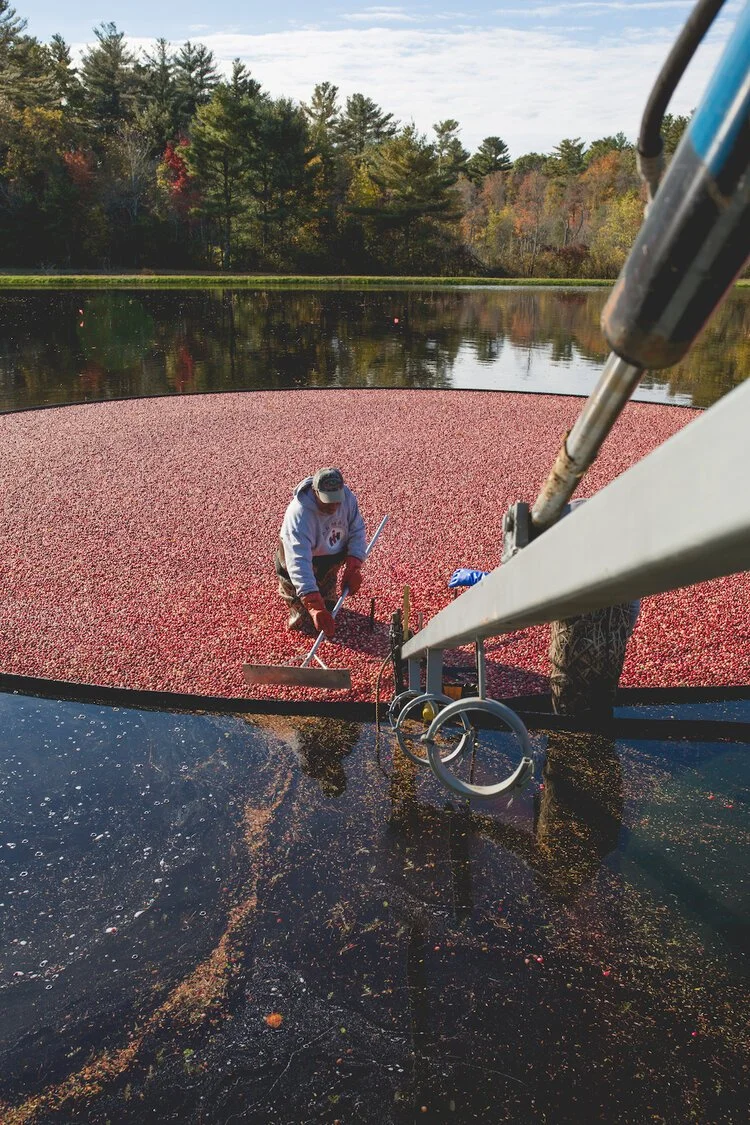 Brita Potenza - Cranberries 