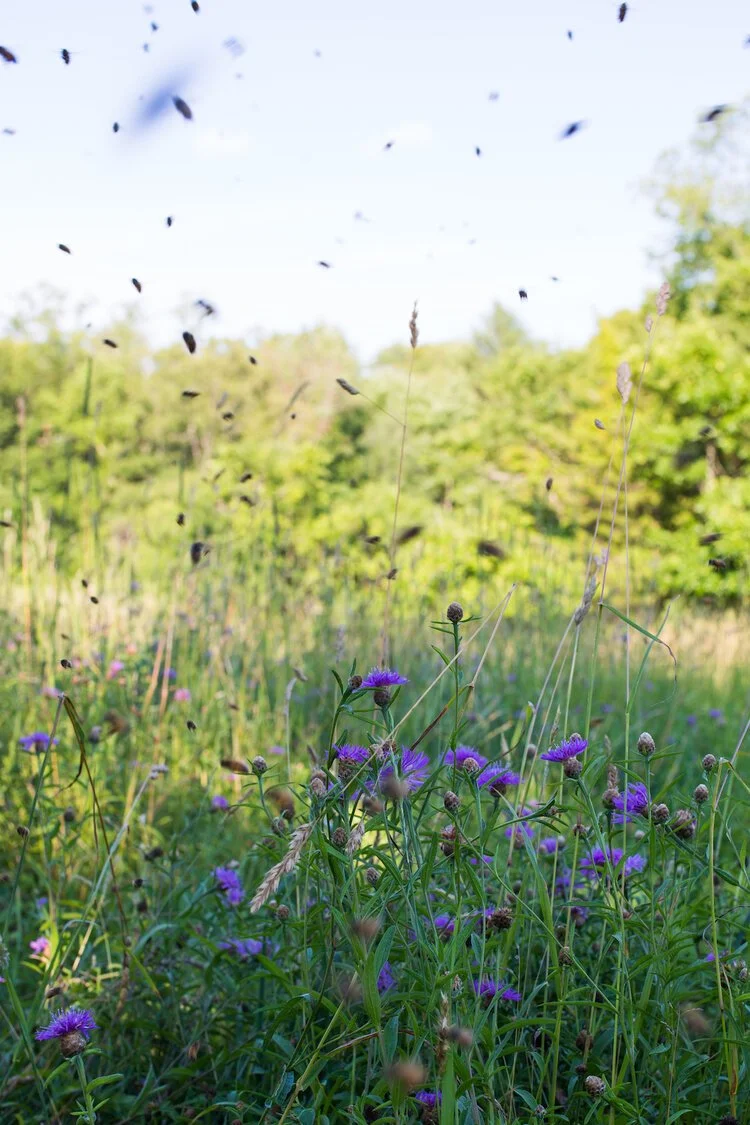 Brita Potenza - Bees