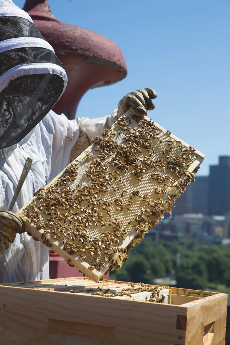 Brita Potenza - Bees