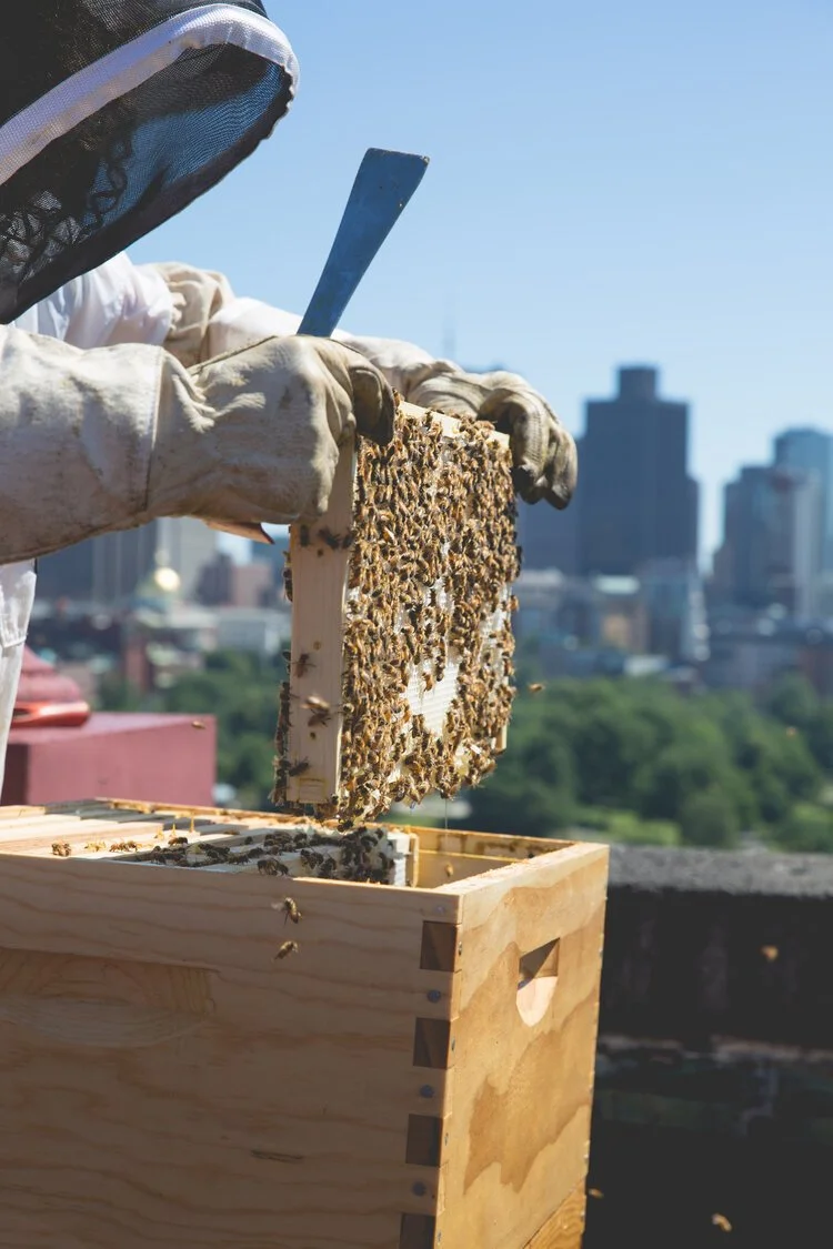 Brita Potenza - Bees