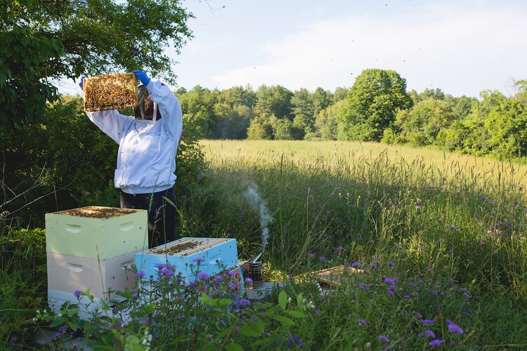 Brita Potenza - Bees