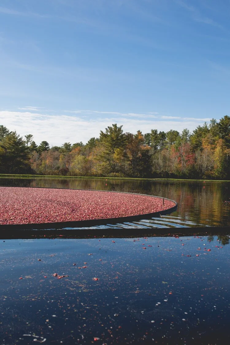 Brita Potenza - Cranberries 