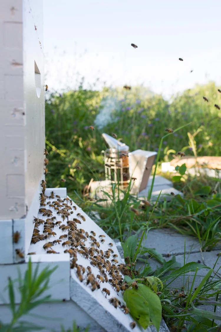 Brita Potenza - Bees