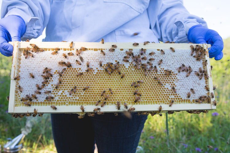 Brita Potenza - Bees