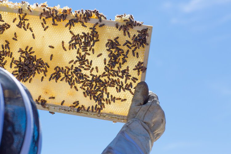 Brita Potenza - Bees