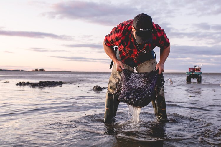 Person wading in shallow water at the shoreline, wearing a red plaid shirt, black cap, and waders, holding a net and collecting marine life during sunset.