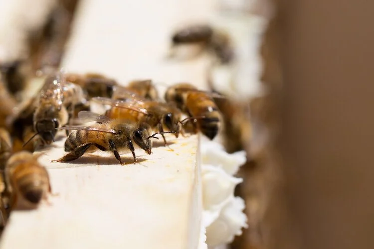 Brita Potenza - Bees