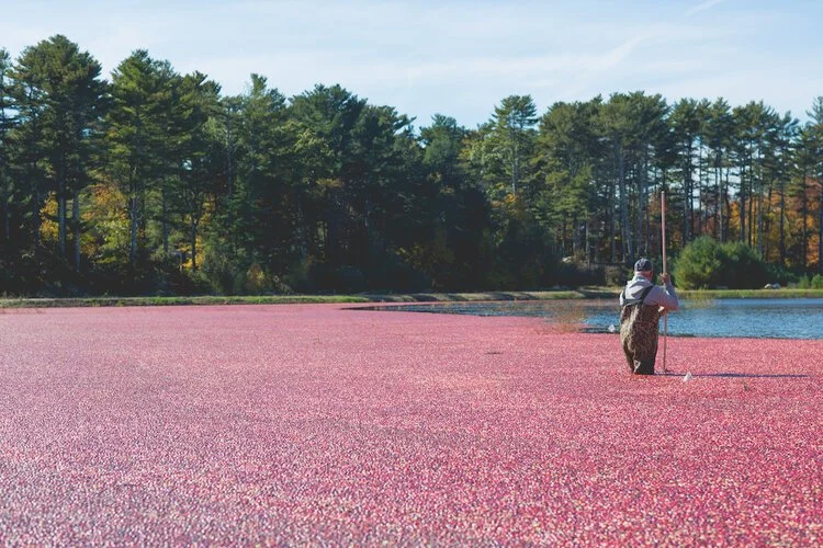 Brita Potenza - Cranberries 