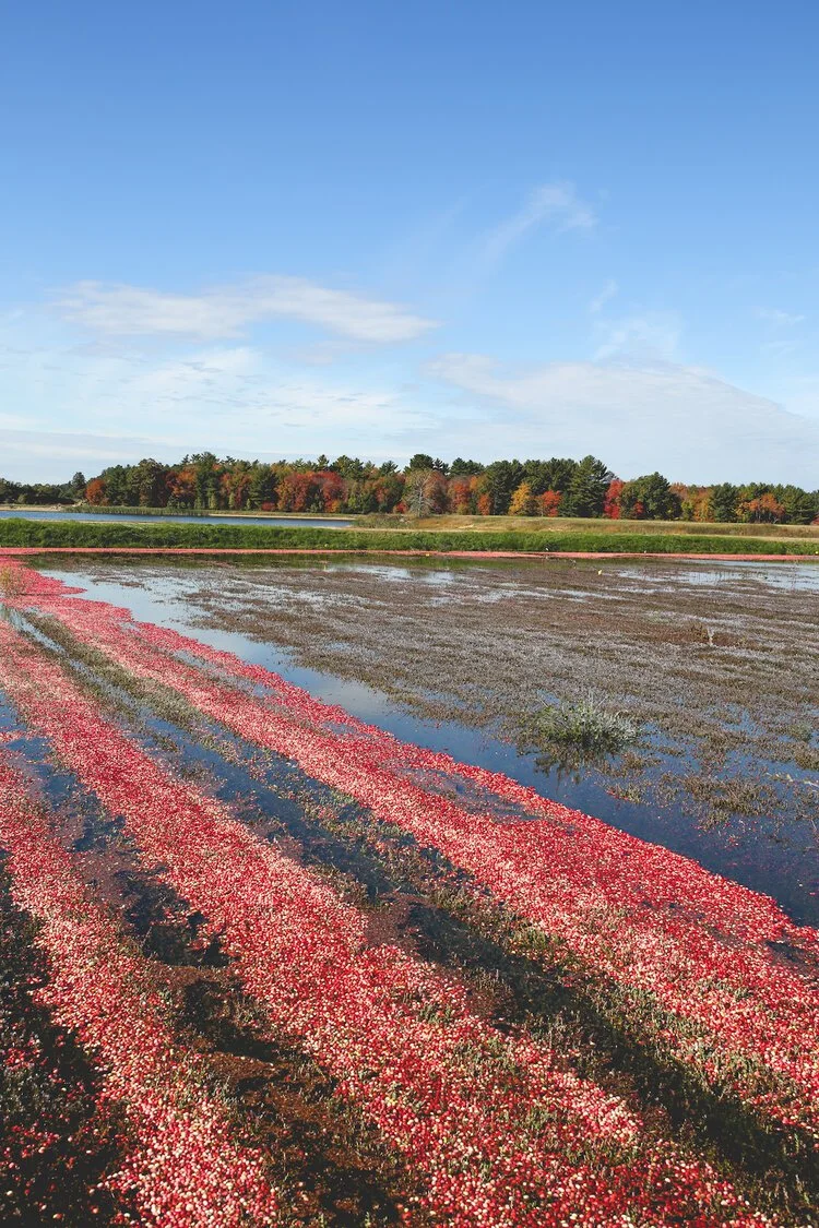Brita Potenza - Cranberries 