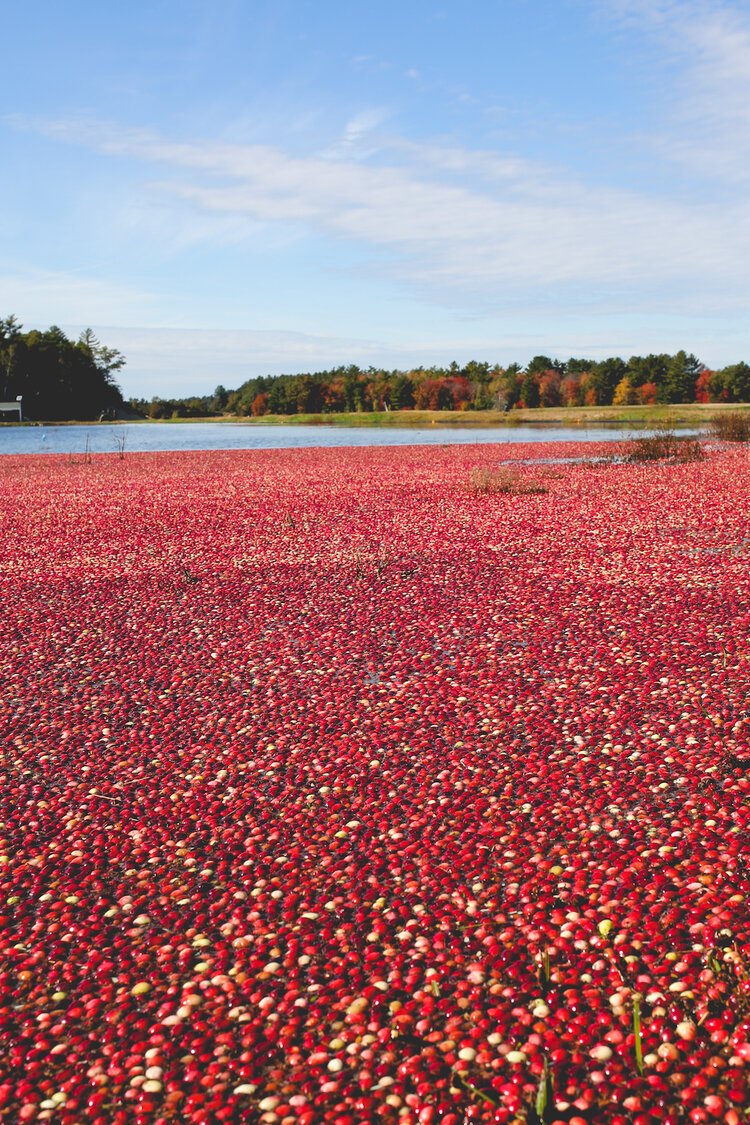 Brita Potenza - Cranberries 